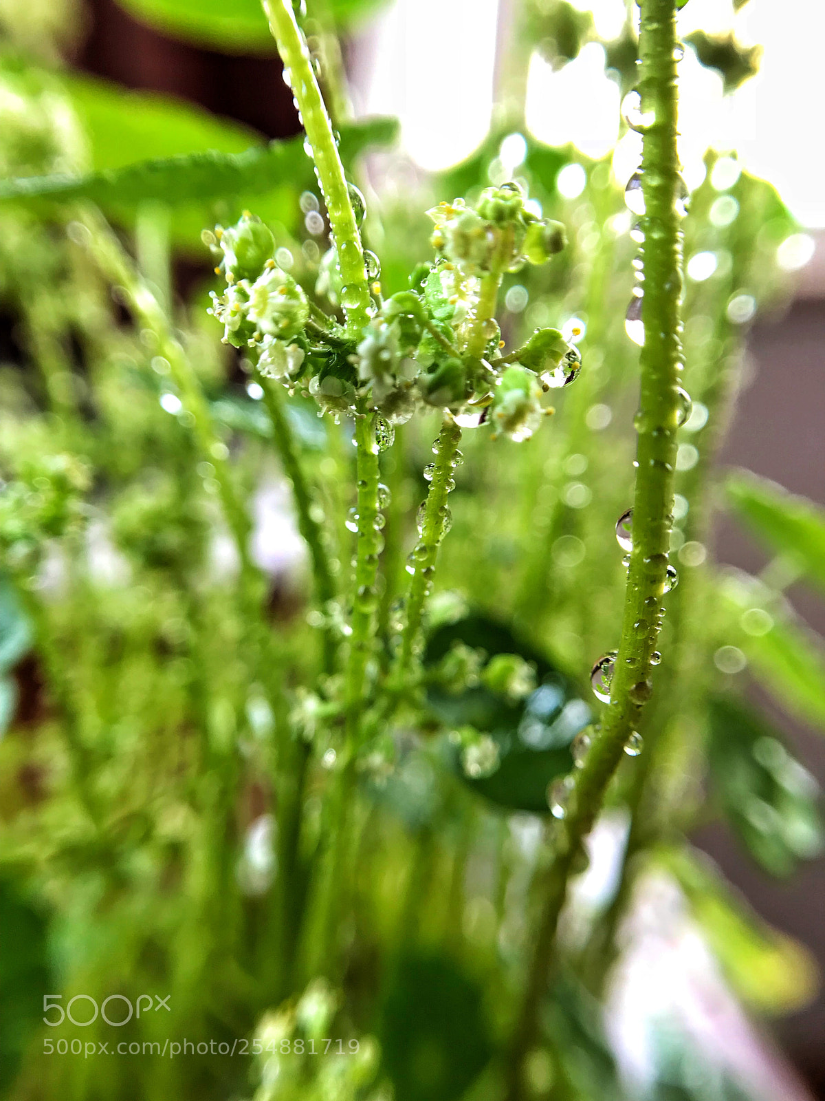 Apple iPhone 7 sample photo. The droplets shine bright photography