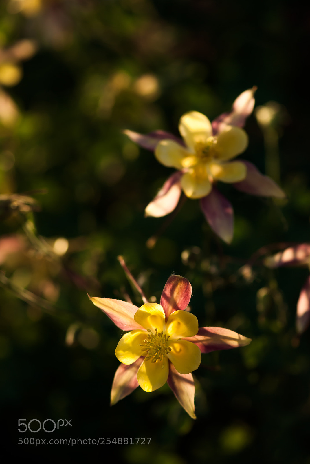 Nikon D60 sample photo. Evening columbine flowers photography