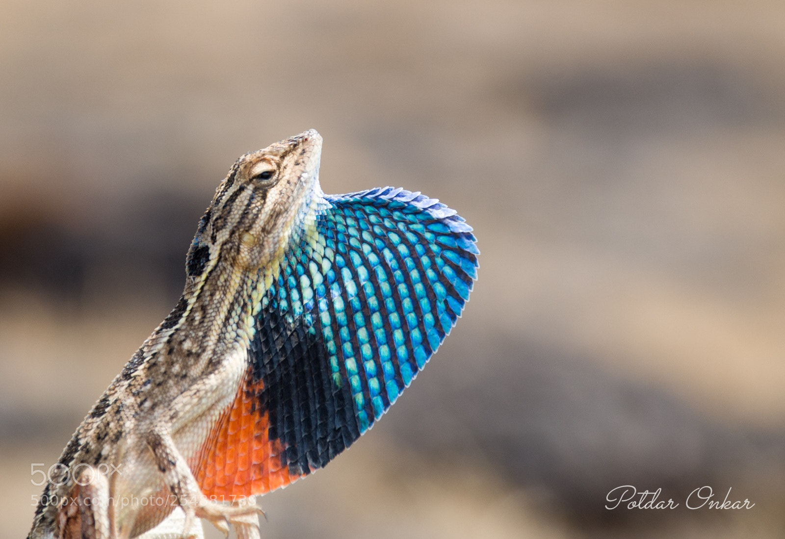 Nikon D7000 sample photo. Fan throated lizard photography