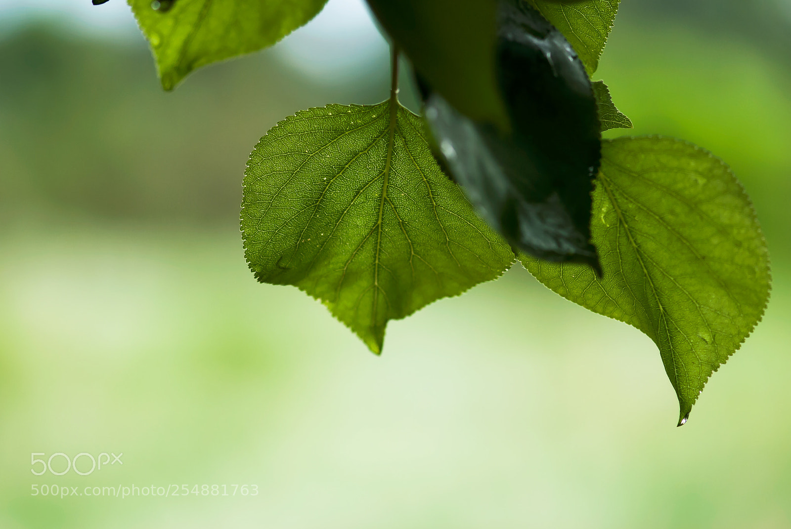 Nikon D60 sample photo. Green apricot leaves with photography
