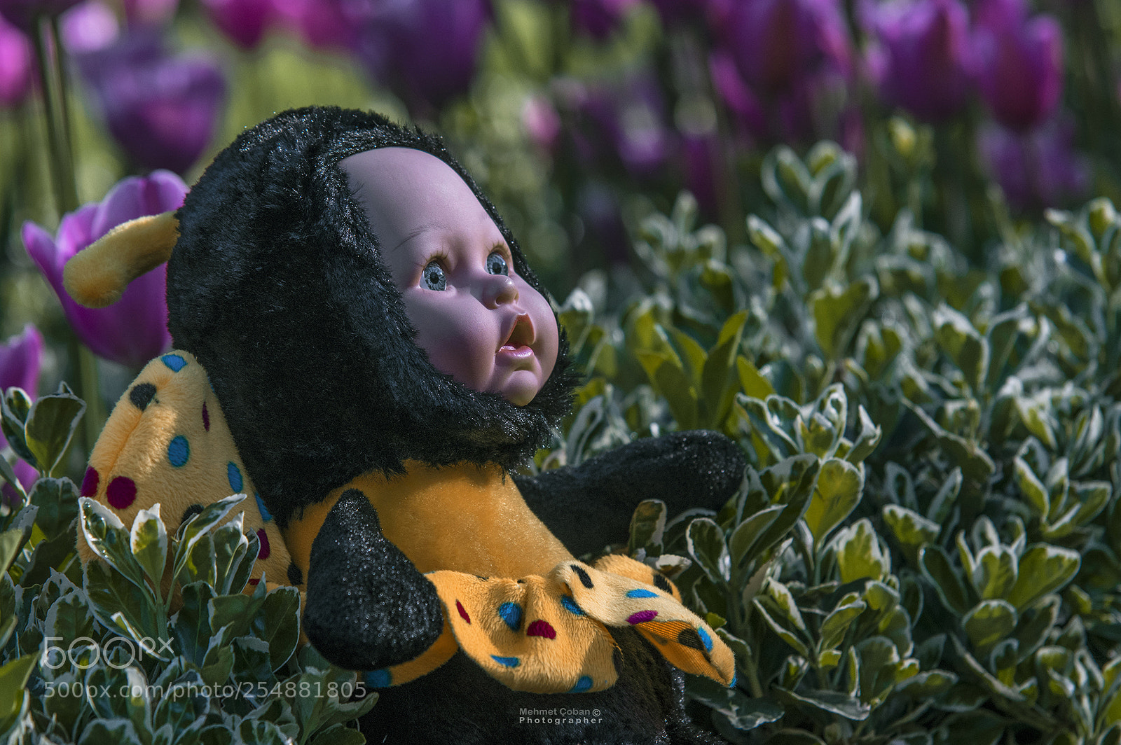 Pentax K-3 II sample photo. Bee baby photography