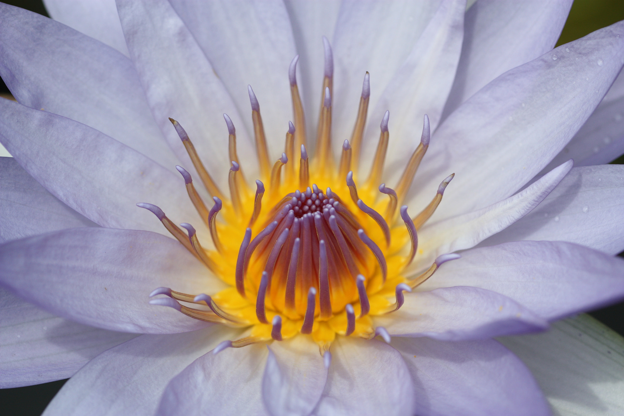 Canon EOS 450D (EOS Rebel XSi / EOS Kiss X2) sample photo. A lotus flower photography
