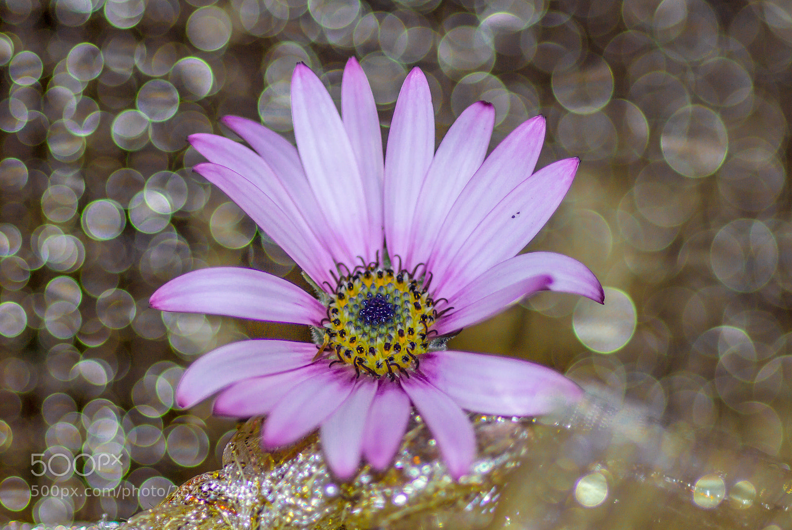 Canon EOS 650D (EOS Rebel T4i / EOS Kiss X6i) sample photo. Love me tender photography