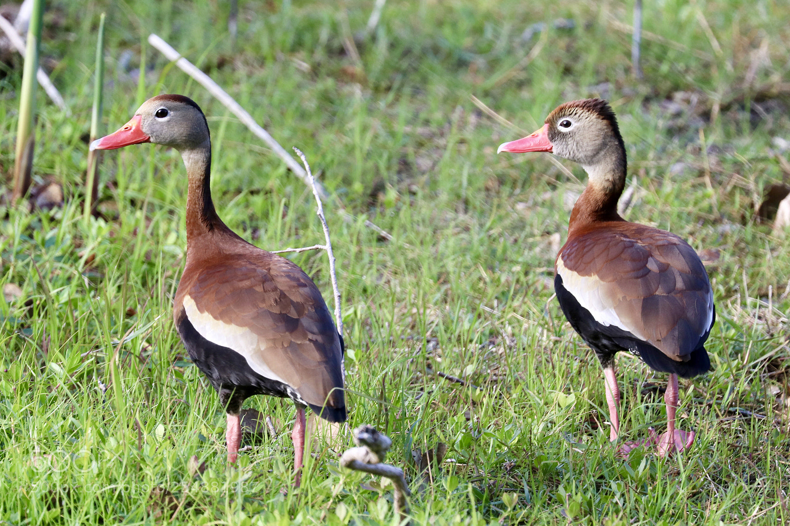 Canon EOS 80D sample photo. Black bellied whistling ducks photography
