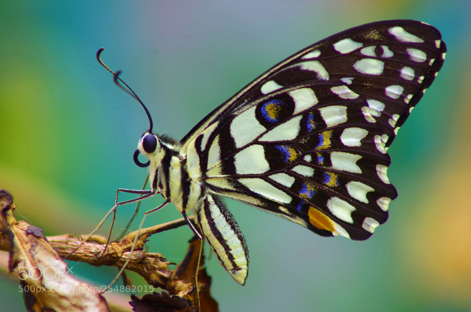 Pentax K-500 sample photo. Lime butterfly ! photography