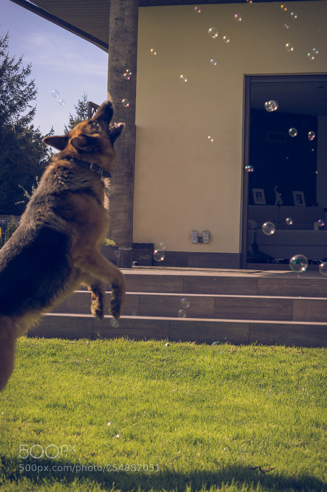 Sony SLT-A65 (SLT-A65V) sample photo. Dog photography