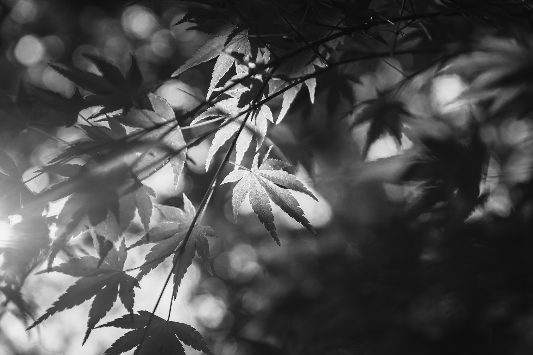 Sony SLT-A77 sample photo