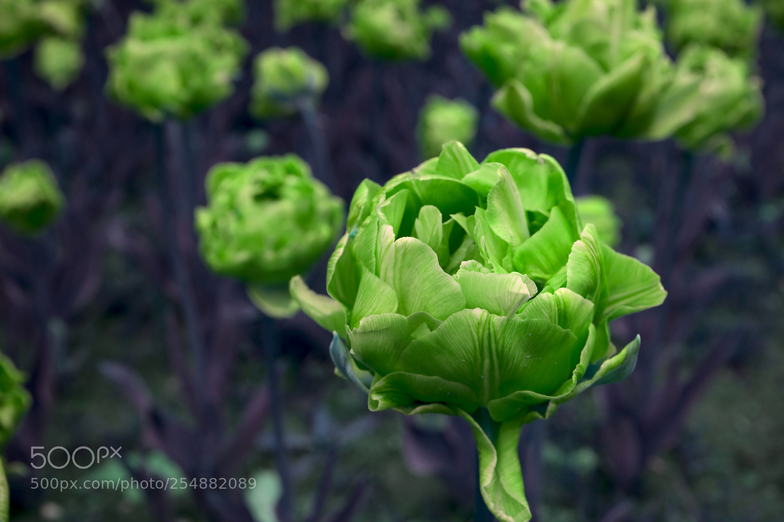 Fujifilm X100F sample photo. Tulips photography