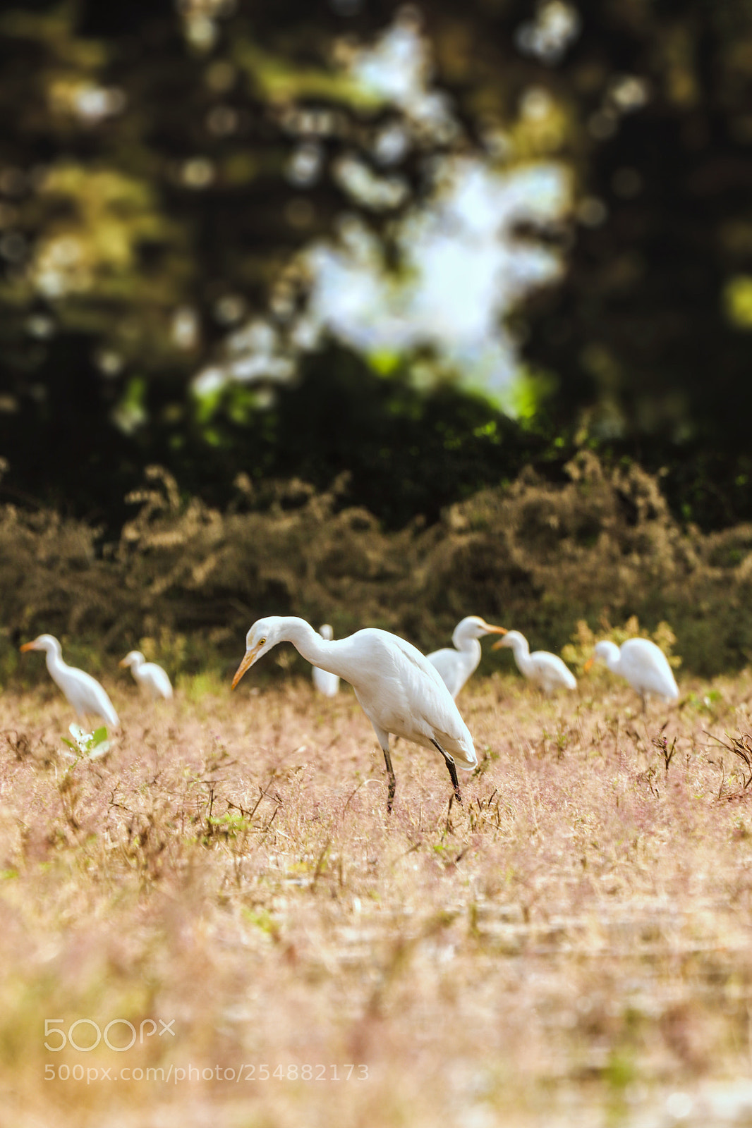 Canon EOS 77D (EOS 9000D / EOS 770D) sample photo. Herons photography