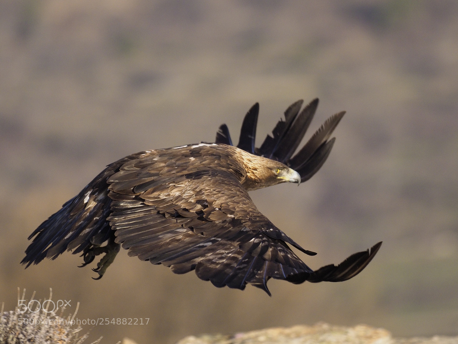 Olympus OM-D E-M1 Mark II sample photo. Eagle landing  photography