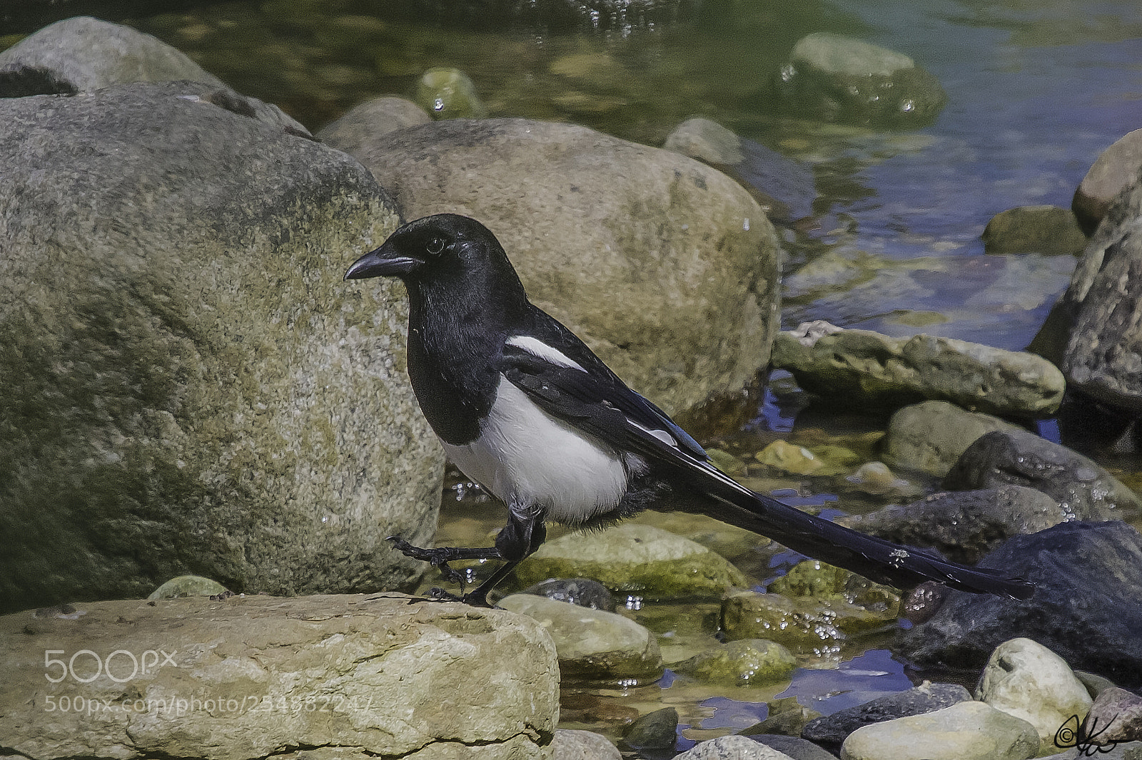 Canon EOS 7D sample photo. American magpie photography
