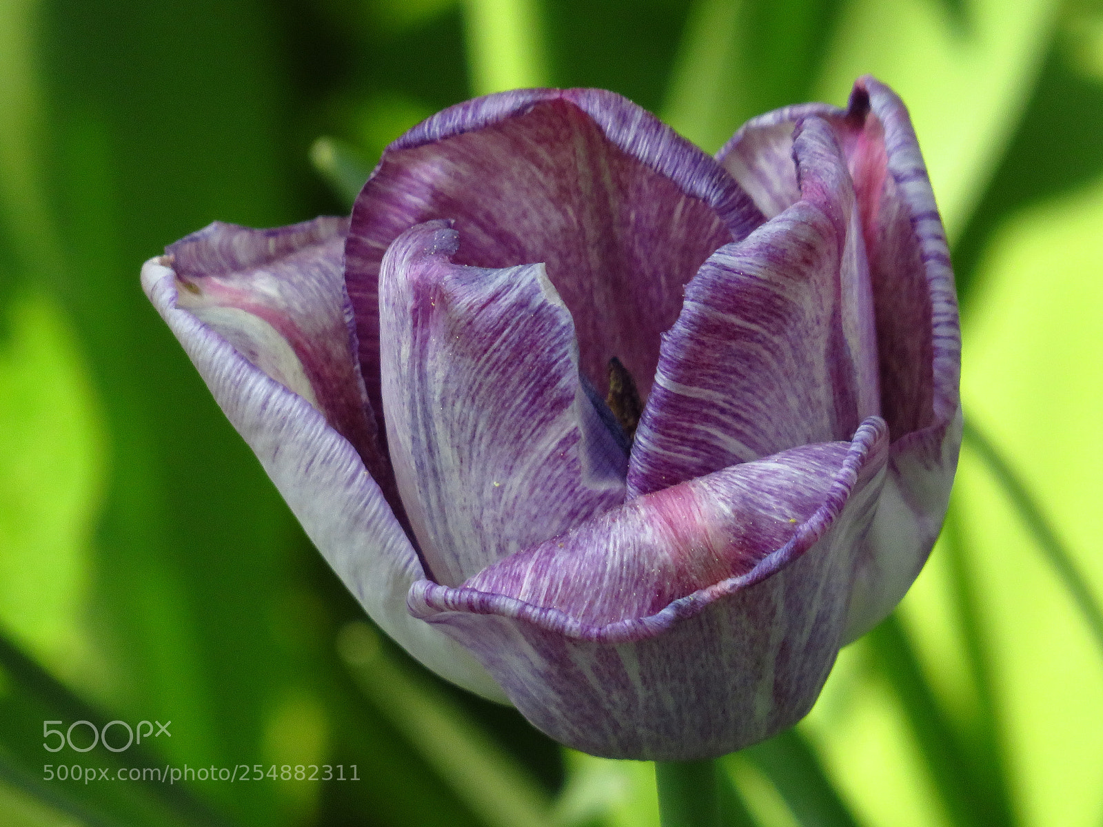 Canon PowerShot SX540 HS sample photo. Tulpe photography