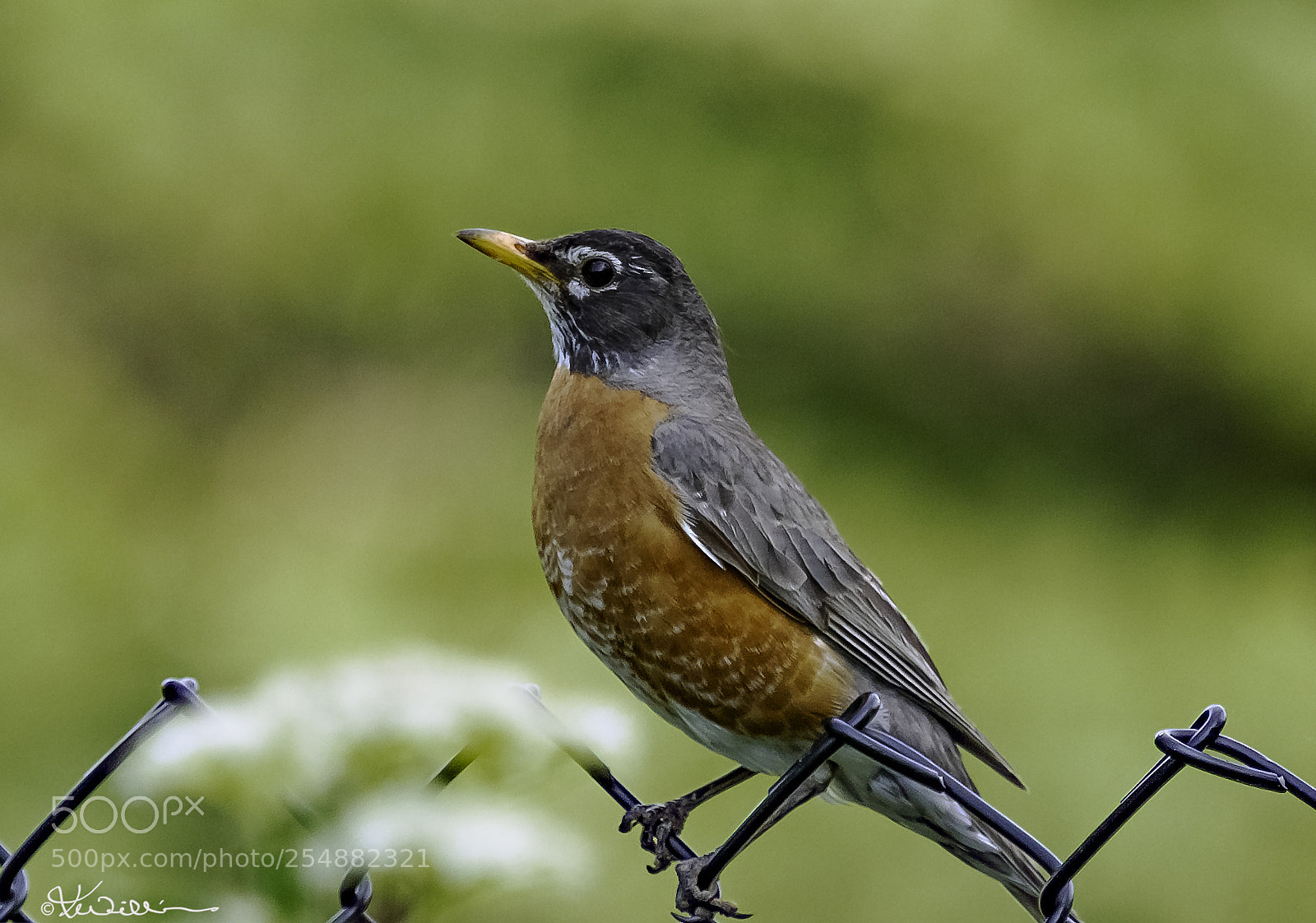 Canon EOS 7D sample photo. American robin photography