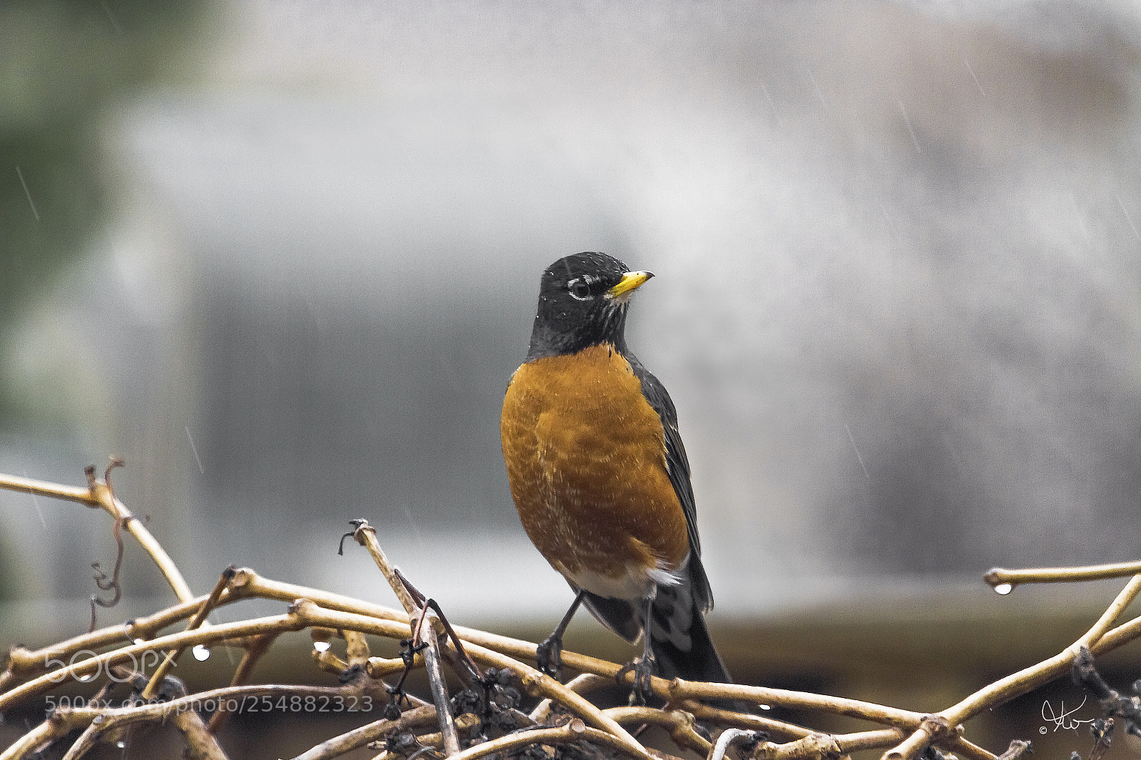 Canon EOS 7D sample photo. American robin in the photography