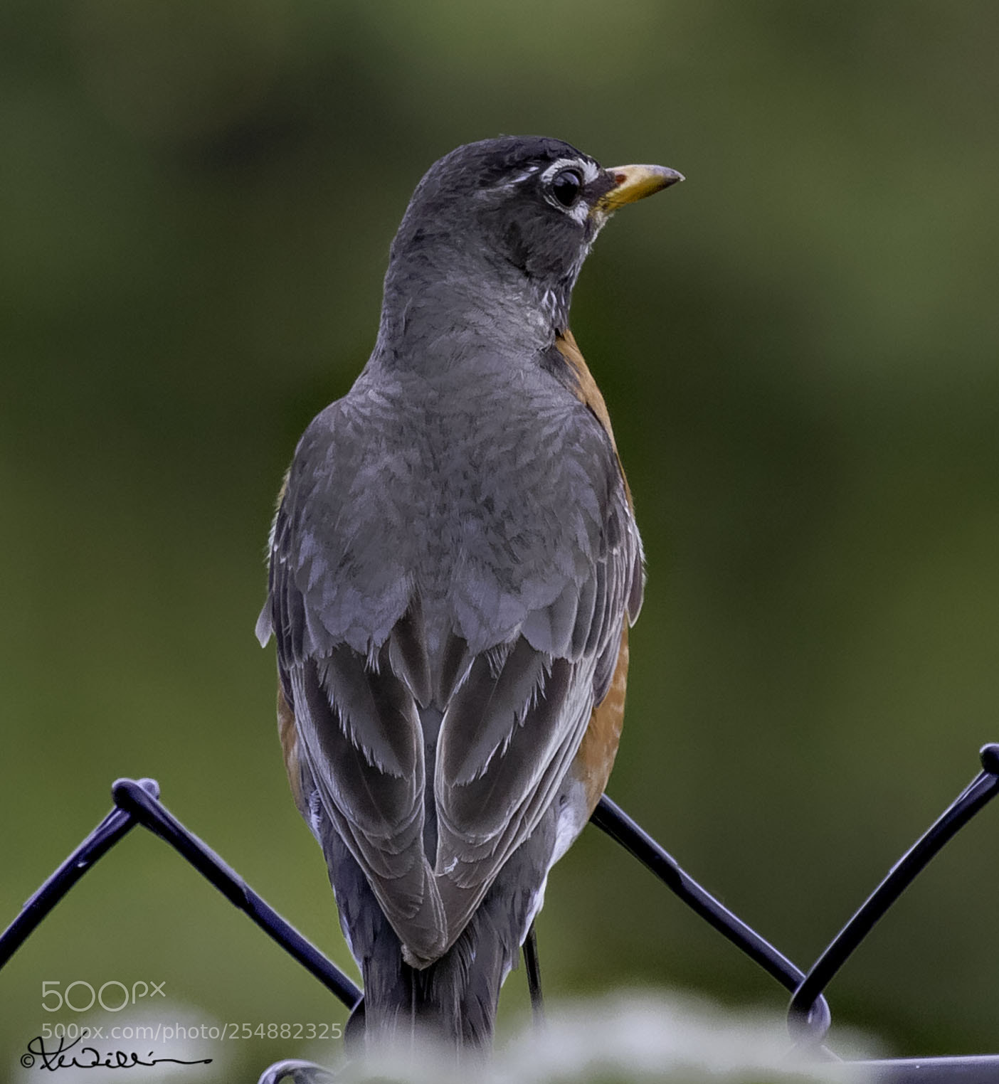 Canon EOS 7D sample photo. American robin photography