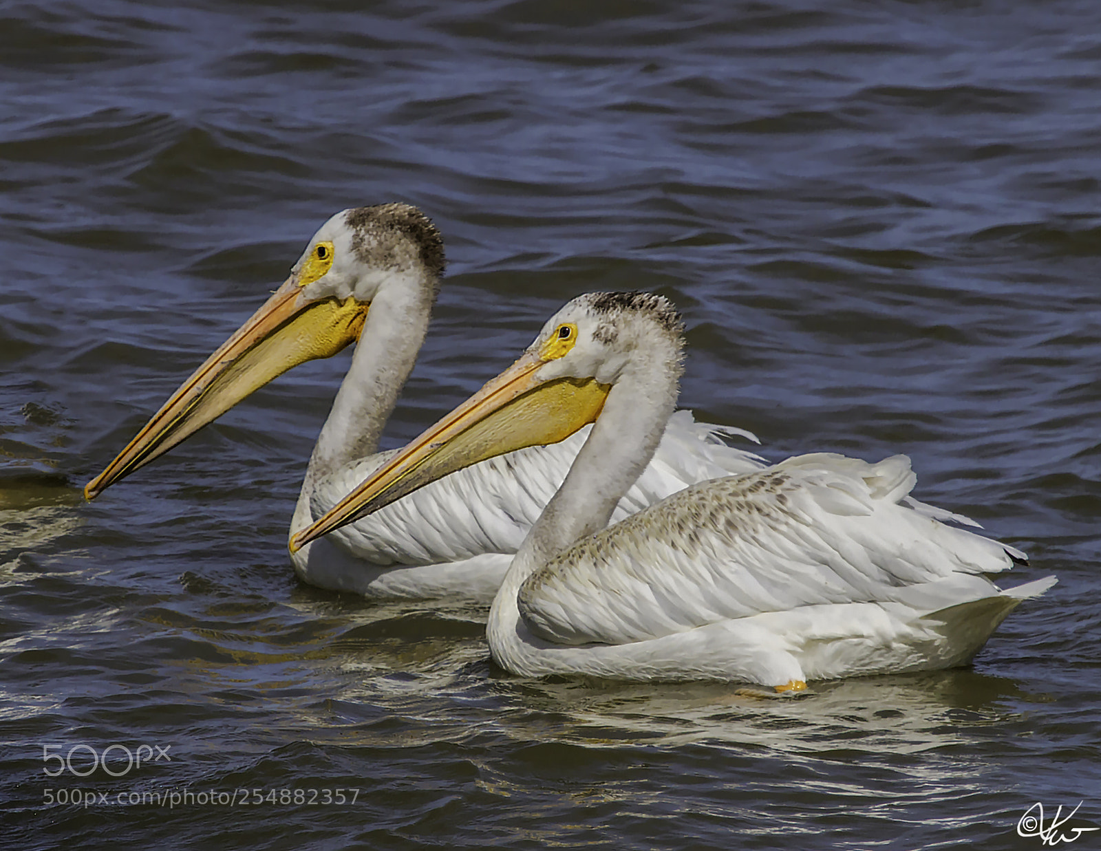 Canon EOS 7D sample photo. American white pelican photography