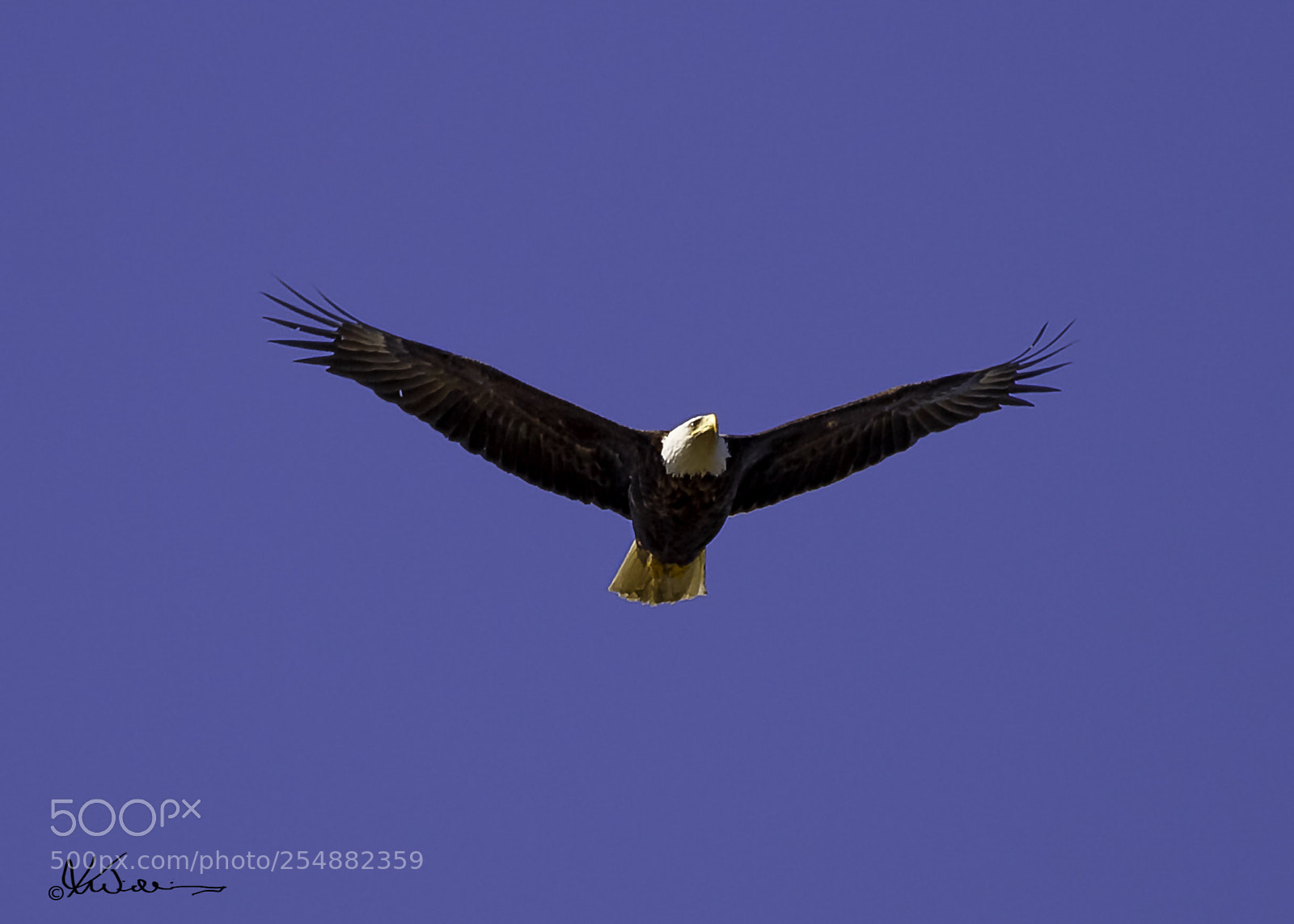 Canon EOS 7D sample photo. Bald eagle photography