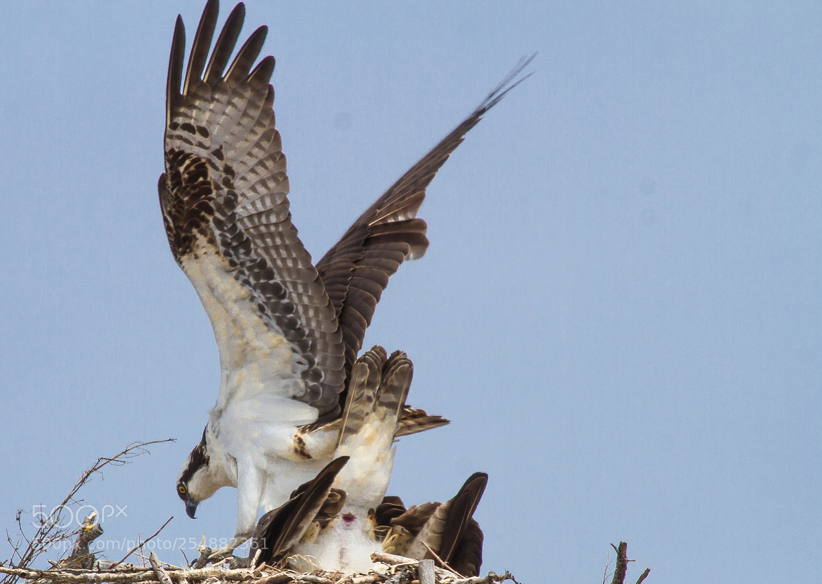 Canon EOS 7D sample photo. Bad timing osprey photography