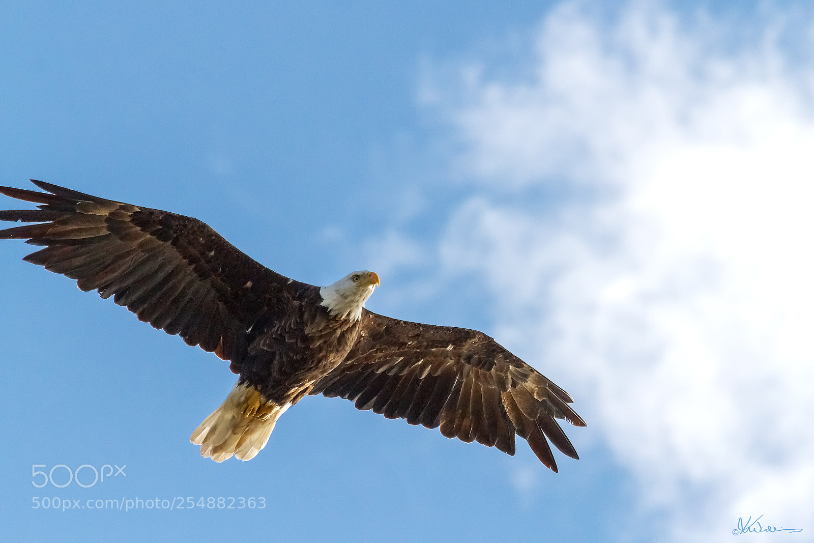 Canon EOS 7D sample photo. Bald eagle photography