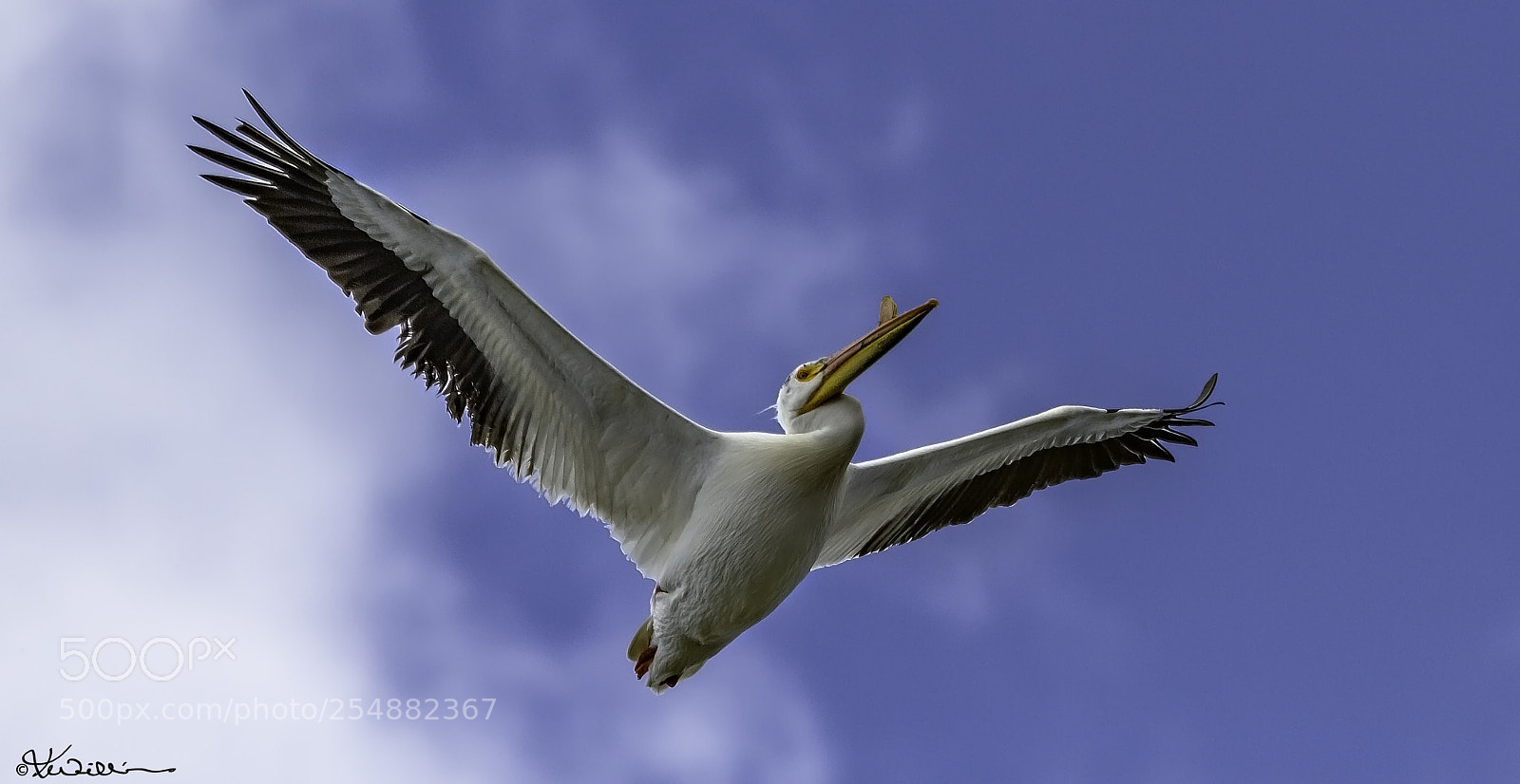 Canon EOS 7D sample photo. American white pelican photography