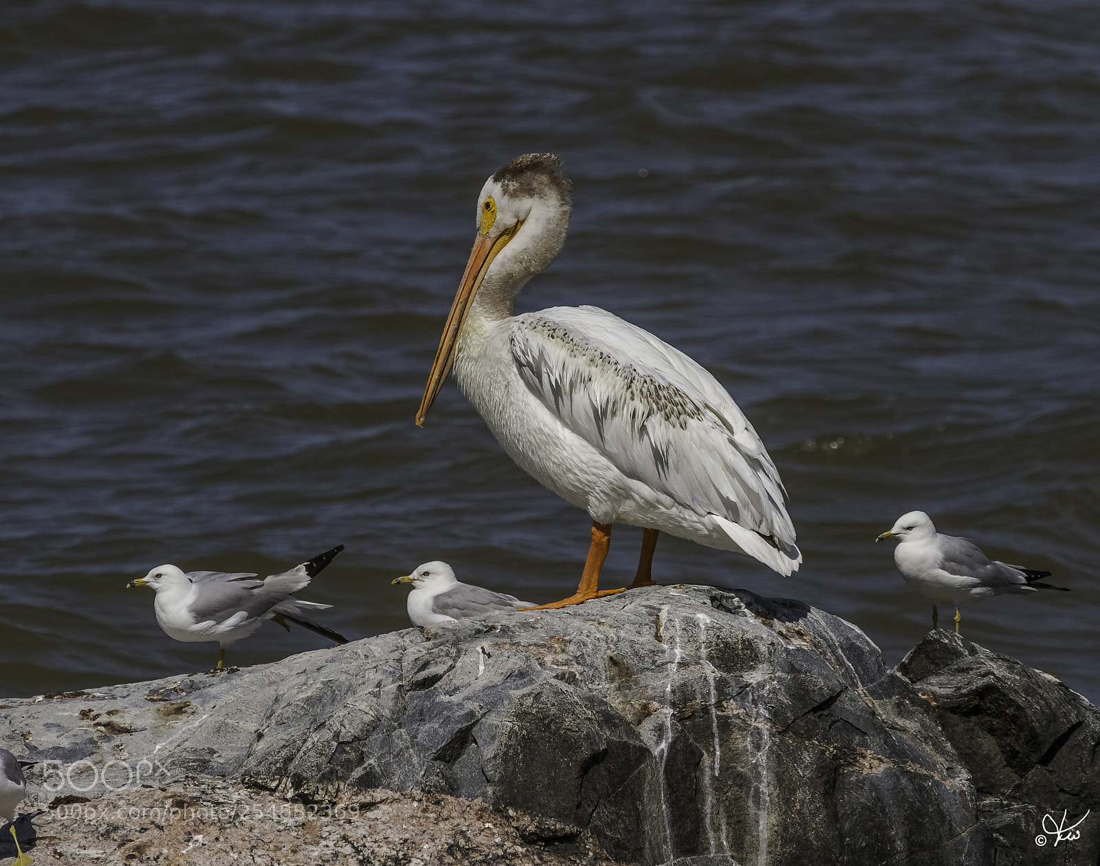 Canon EOS 7D sample photo. American white pelican juvenile photography