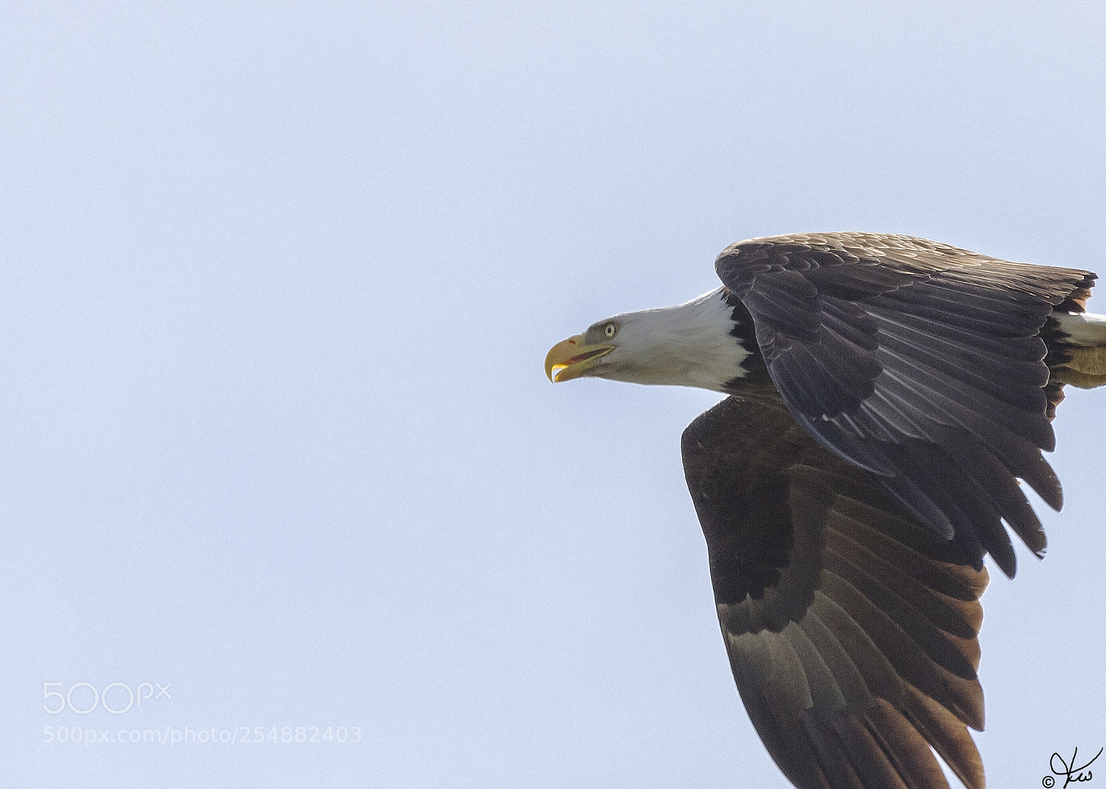 Canon EOS 7D sample photo. Bald eagle o photography
