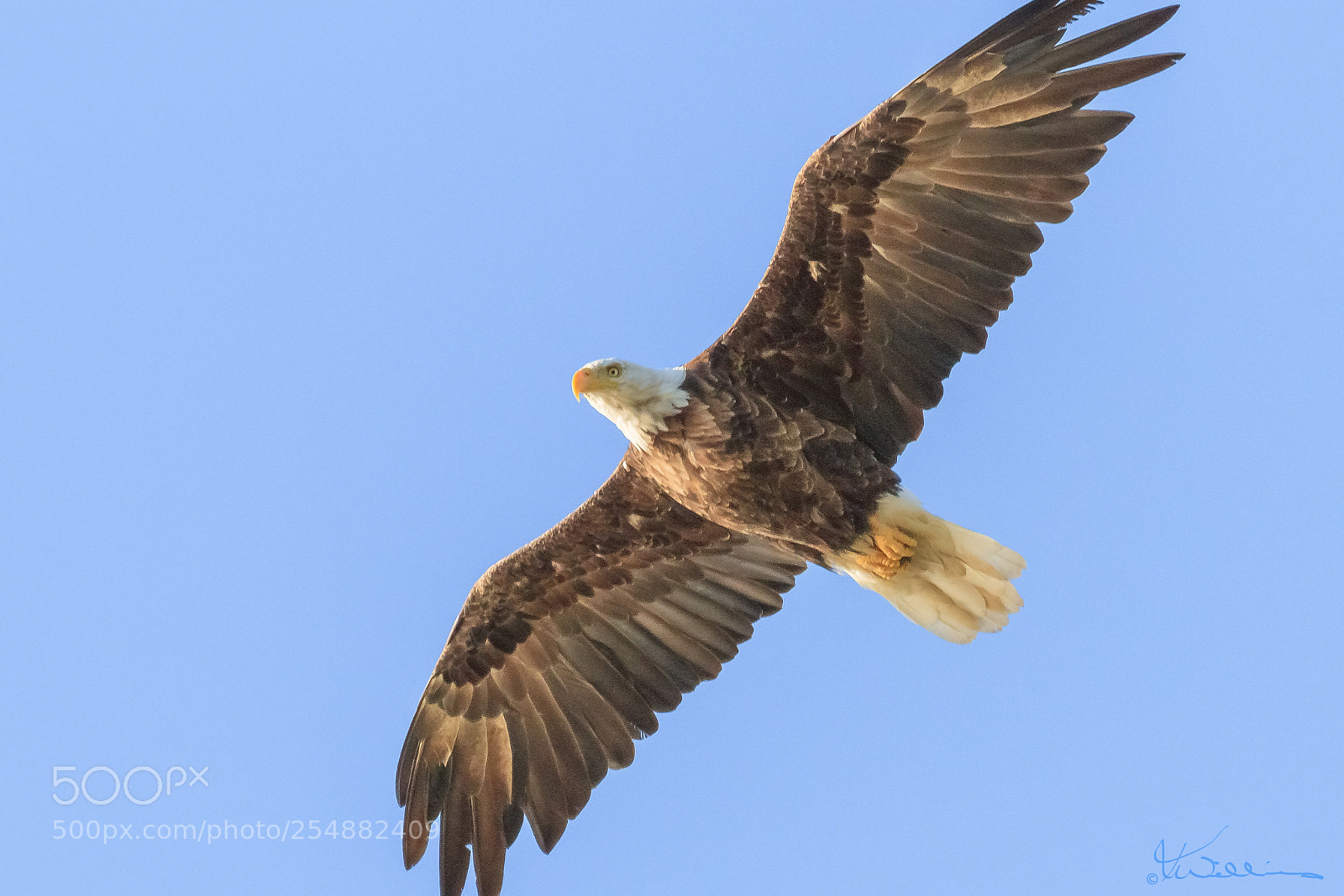 Canon EOS 7D sample photo. Bald eagle o photography