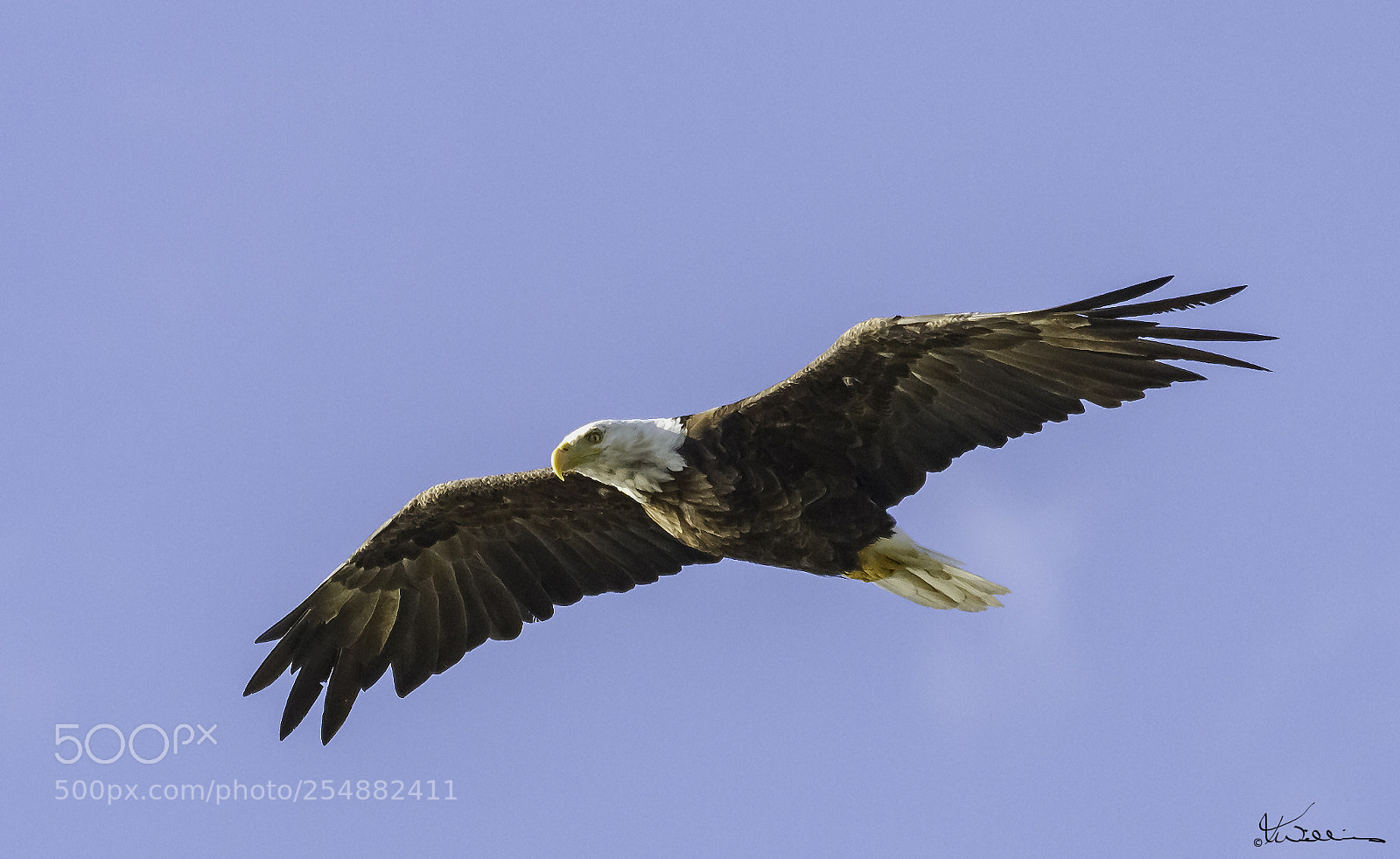 Canon EOS 7D sample photo. Bald eagle photography
