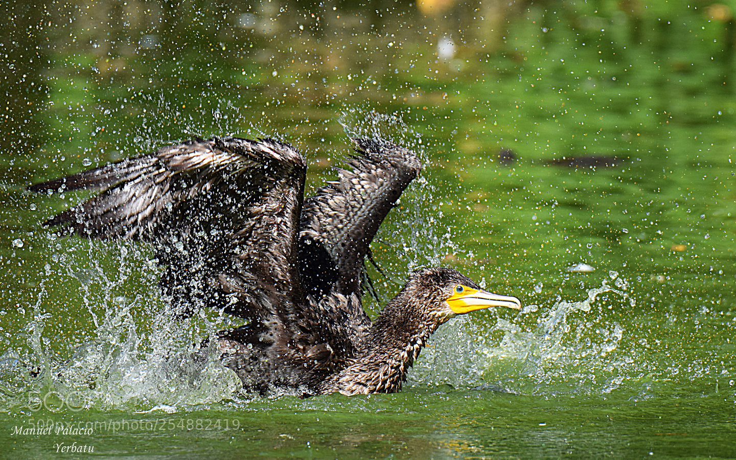 Nikon D5300 sample photo. Cormorán chapoteando. photography