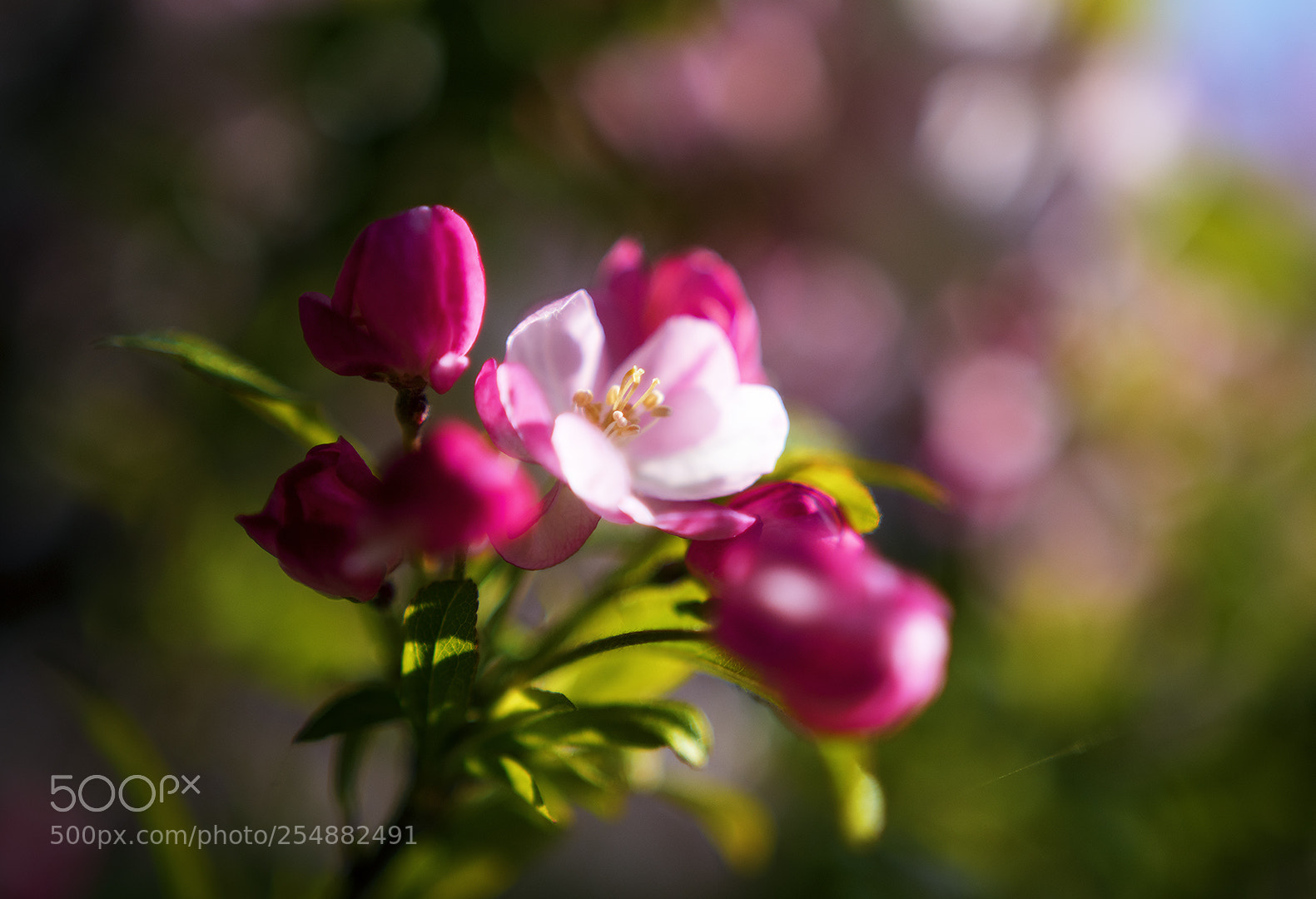 Nikon D5500 sample photo. Spring photography