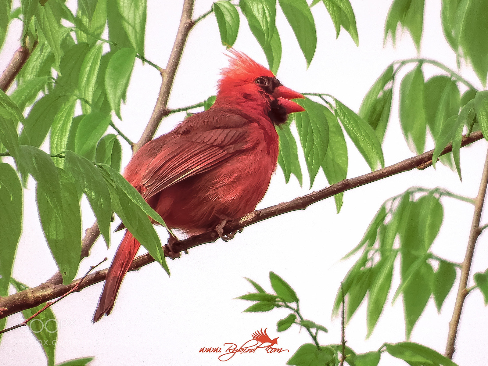Fujifilm FinePix S1 sample photo. Morning song maker photography