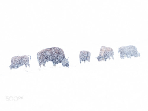 Olympus OM-D E-M1 Mark II sample photo. Blizzard on the plains photography