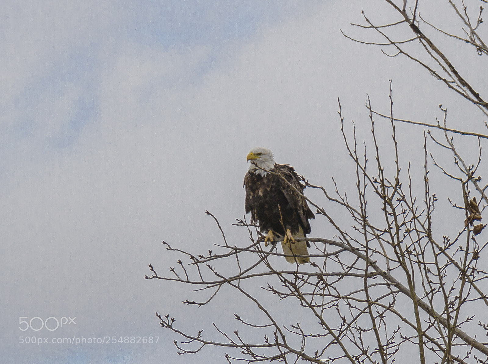 Canon EOS 7D sample photo. Bald eagle o photography