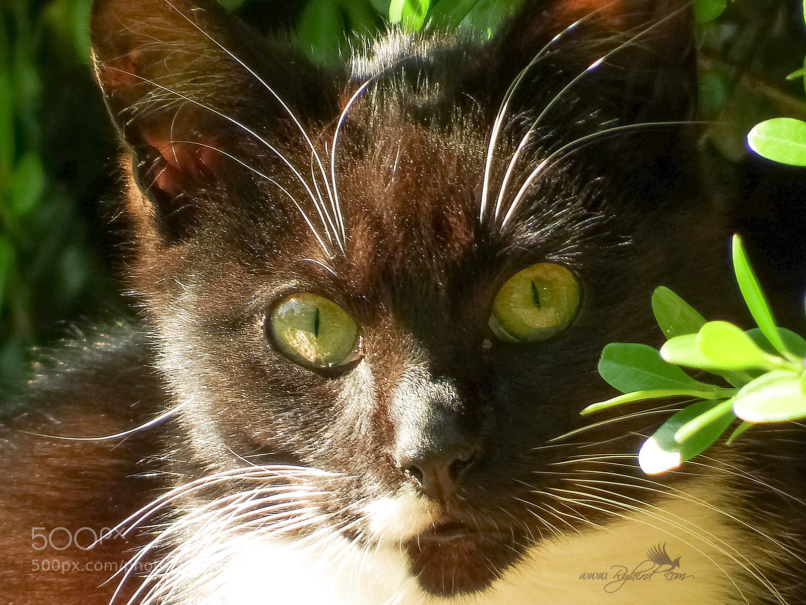 Fujifilm FinePix S1 sample photo. Hopeful mickey photography