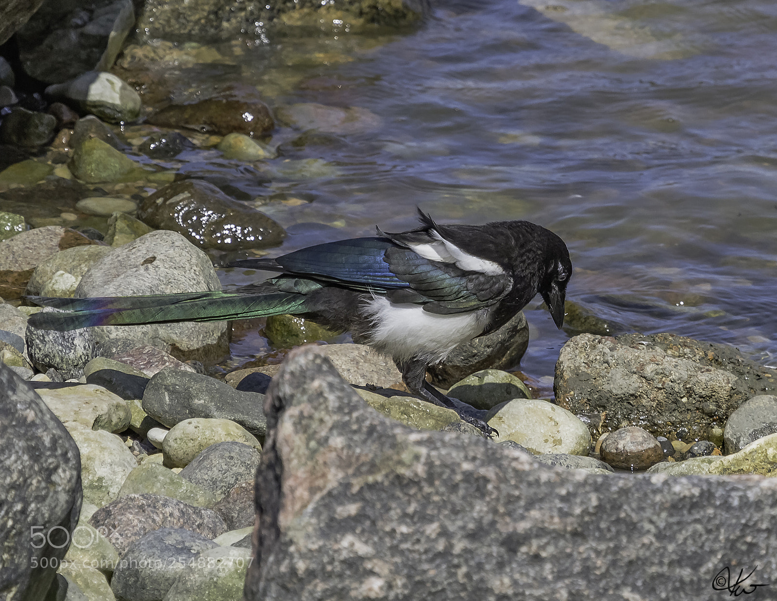 Canon EOS 7D sample photo. Black billed magpie o photography