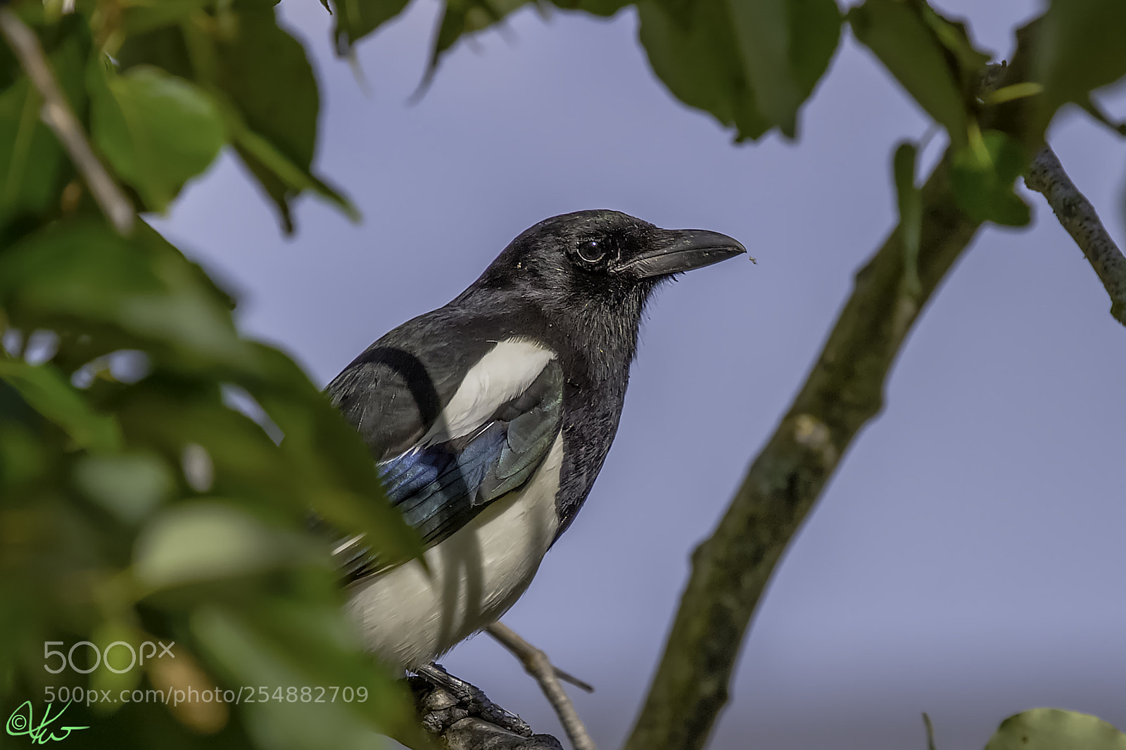 Canon EOS 7D sample photo. Black billed magpie o photography