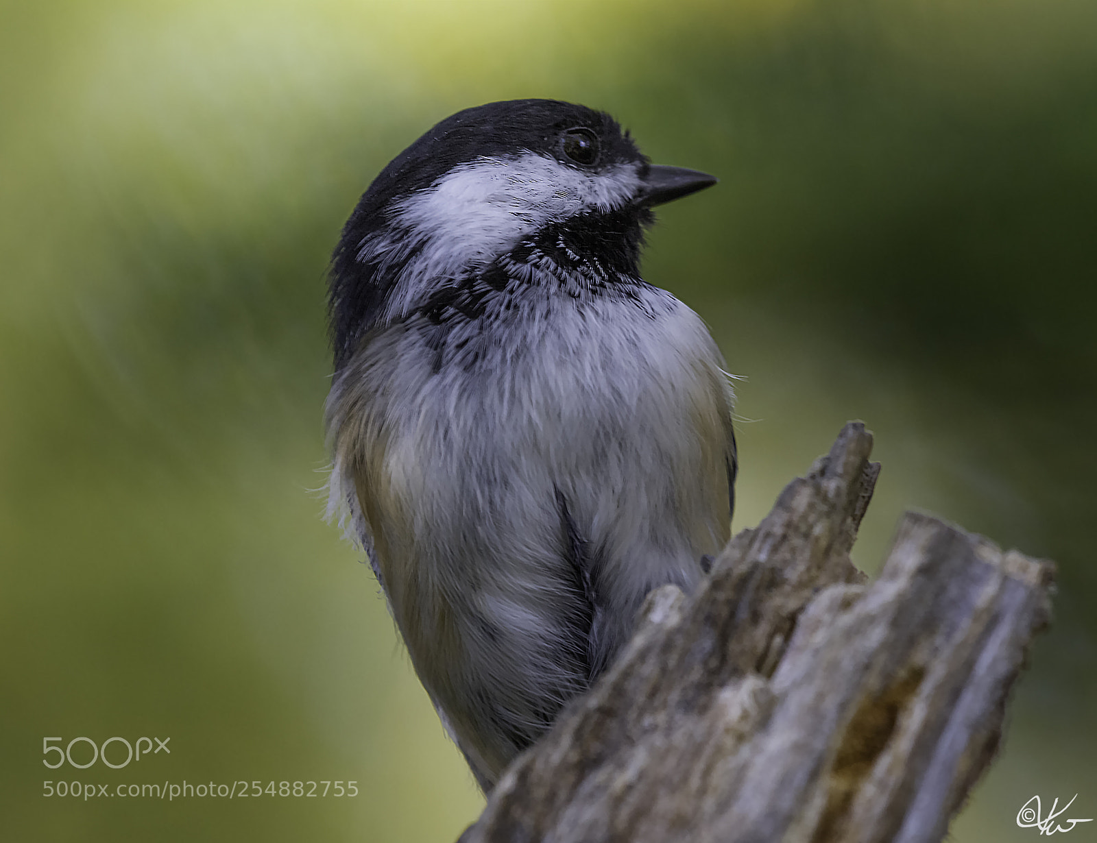 Canon EOS 7D sample photo. Black cap chickadee o photography