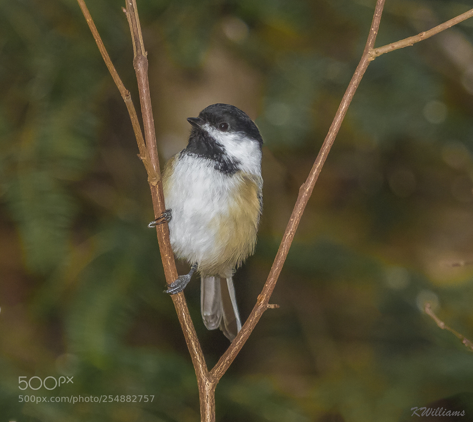 Canon EOS 7D sample photo. Black cap chickadee o photography