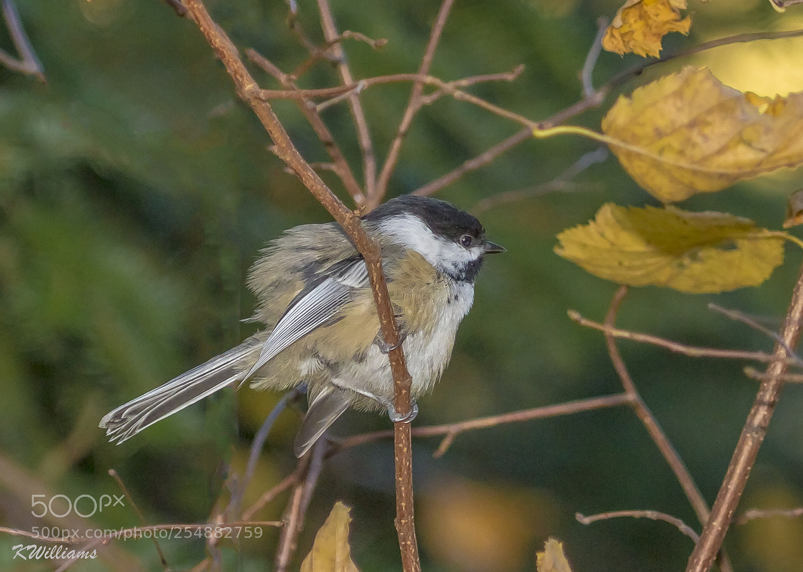 Canon EOS 7D sample photo. Black cap chickadee o photography