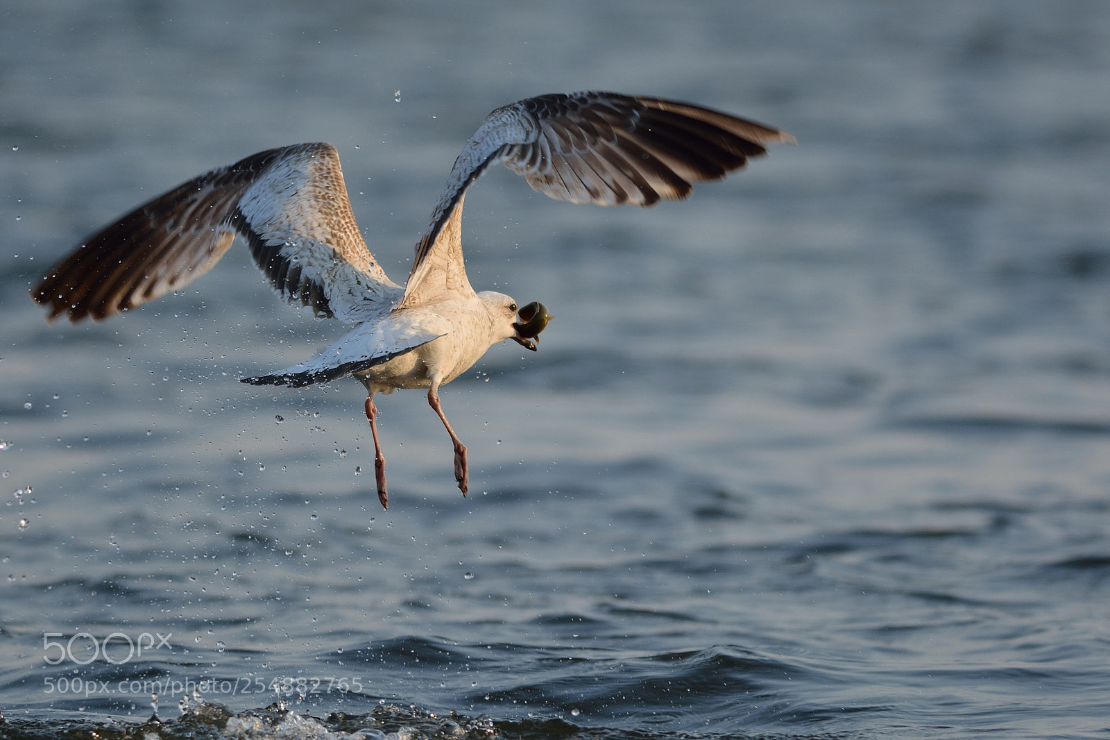 Nikon D7100 sample photo. Bird photography
