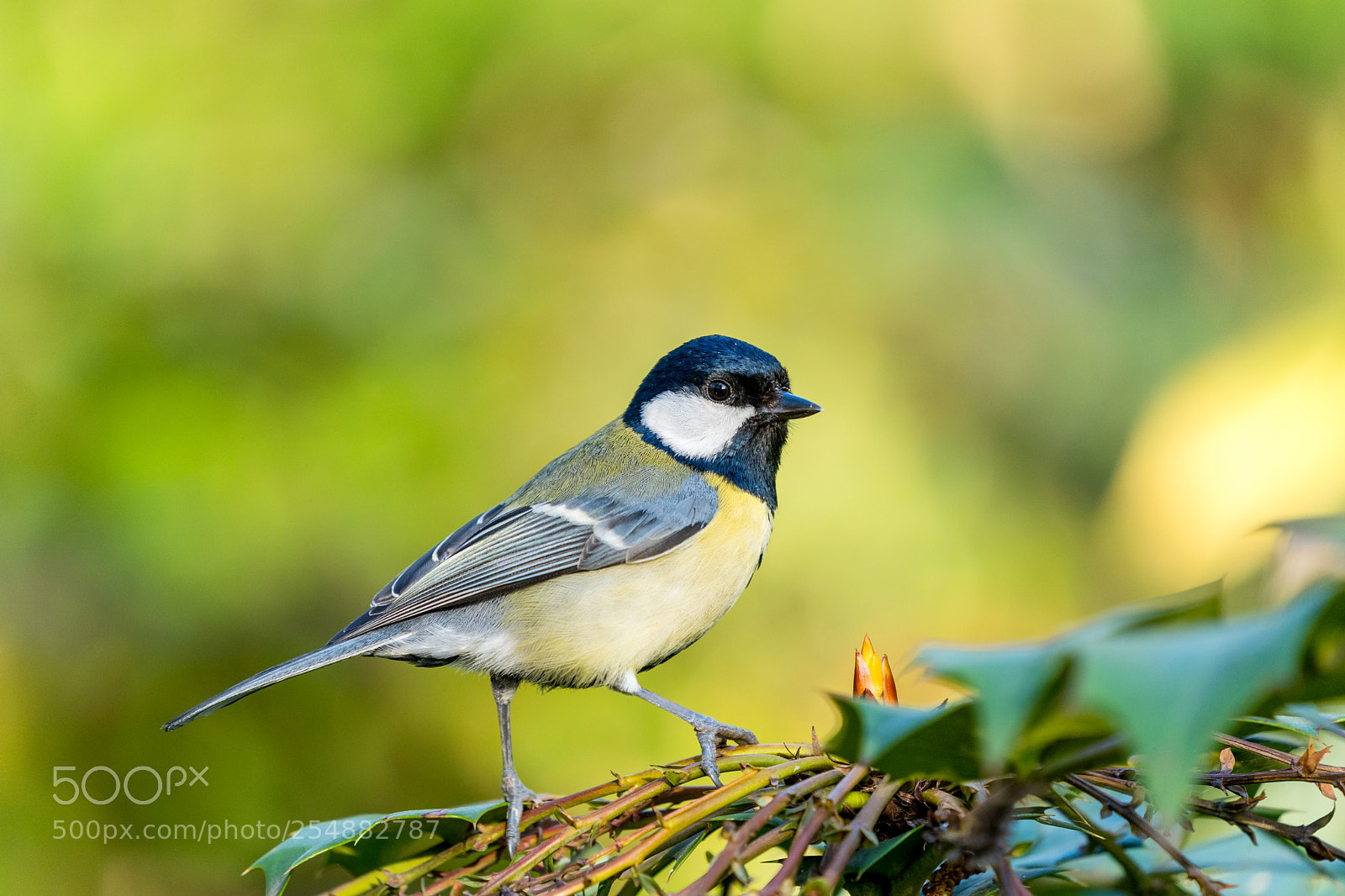 Sony a7 III sample photo. Great tit photography
