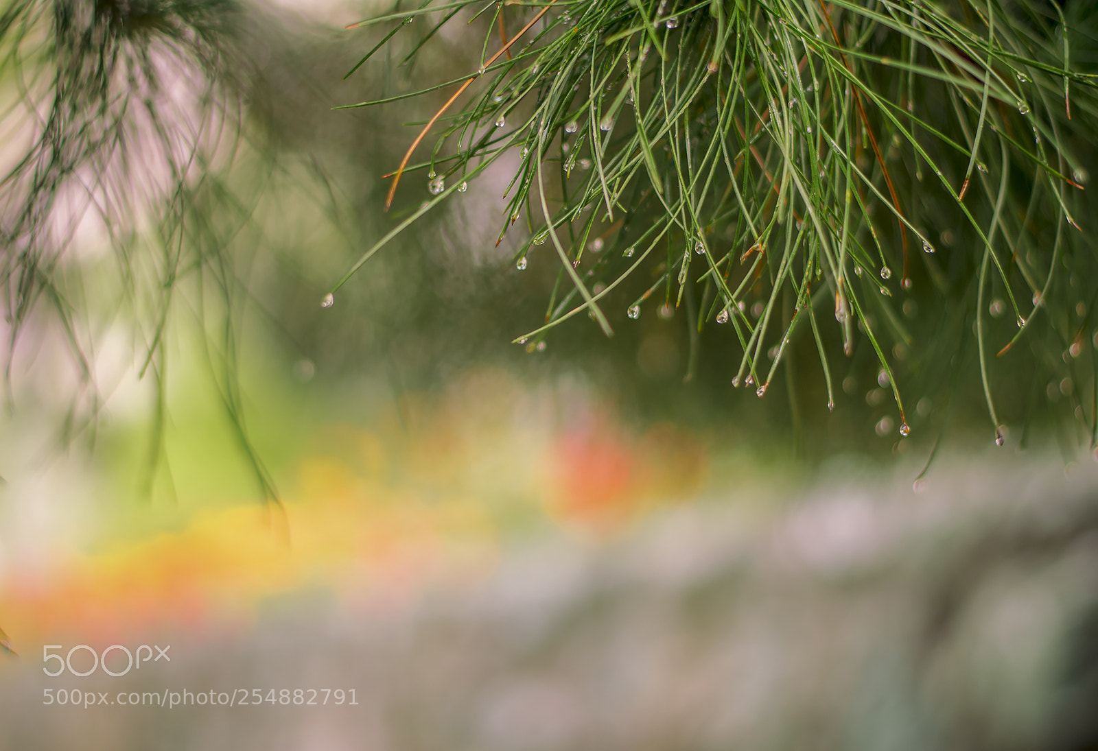 Nikon D7100 sample photo. Rainy day photography