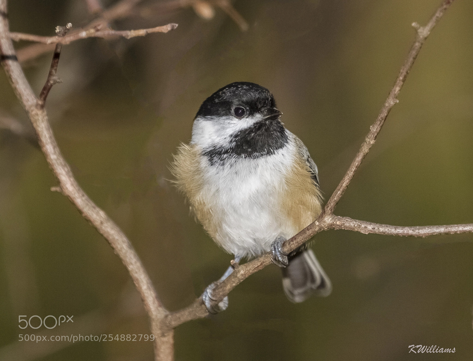 Canon EOS 7D sample photo. Black cap chickadee o photography