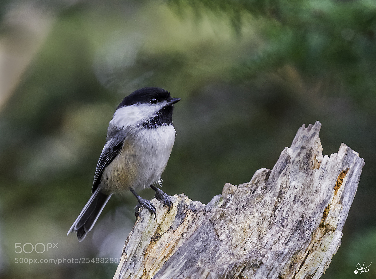Canon EOS 7D sample photo. Black capped chickadee tif photography