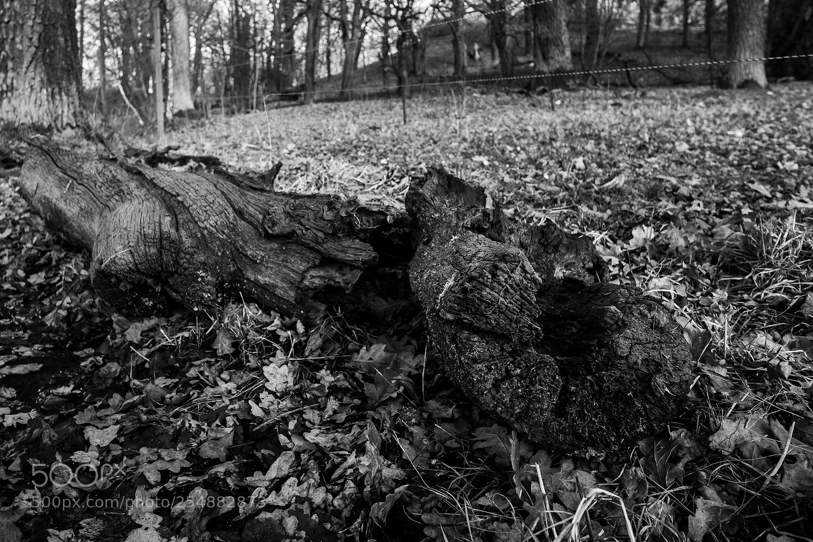 Fujifilm X-T2 sample photo. Rotten photography