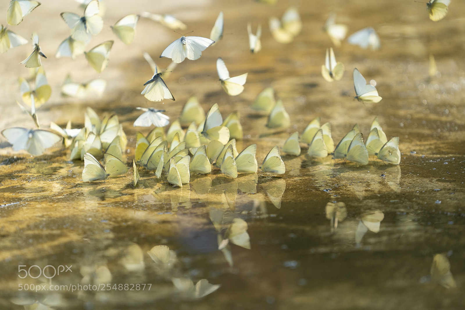 Sony a7 III sample photo. Butterfly season in cuc photography