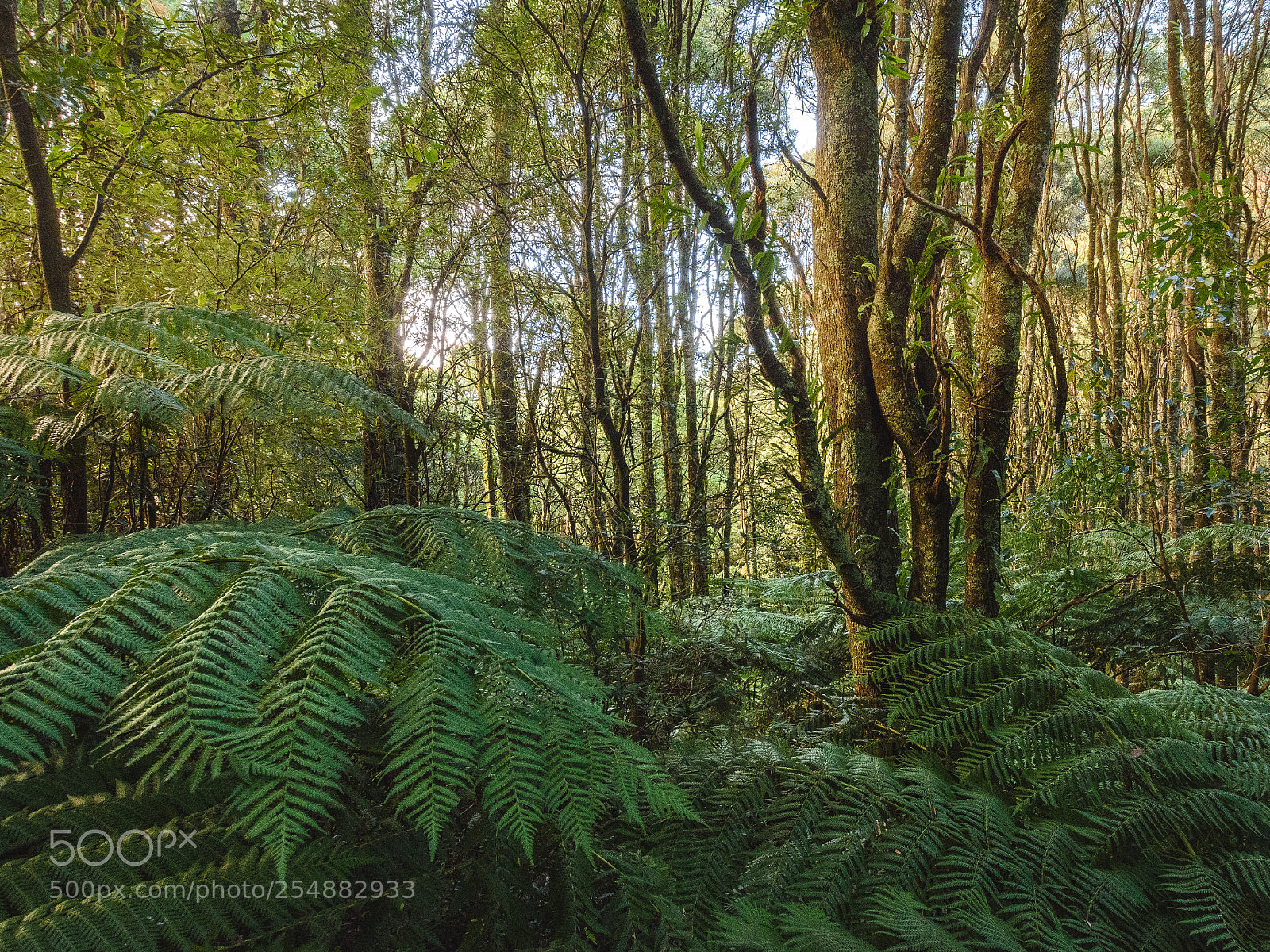 Nikon D7200 sample photo. Tarra bulga forest photography