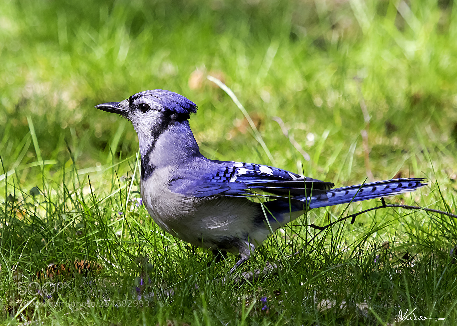 Canon EOS 7D sample photo. Blue jay o photography