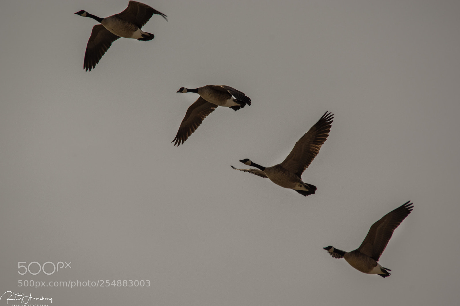 Pentax K-3 II sample photo. Grace times four photography