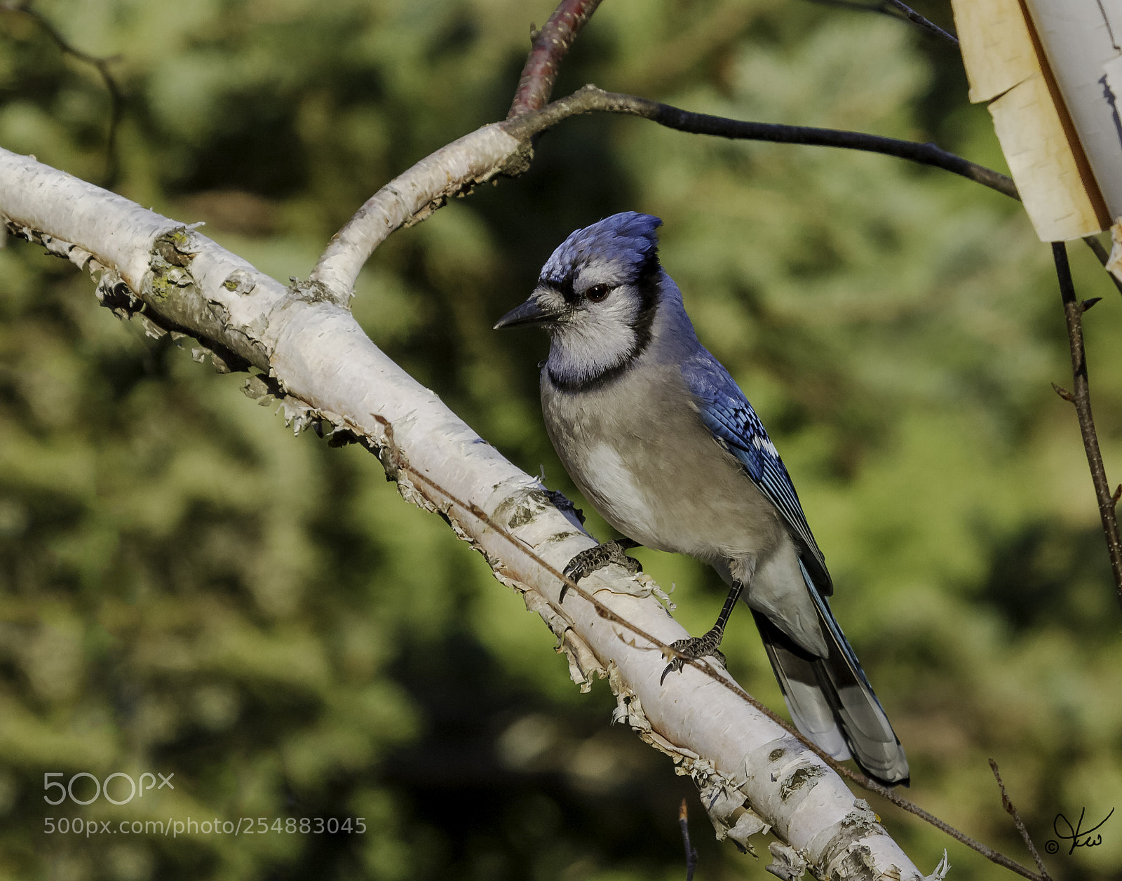 Canon EOS 7D sample photo. Blue jay o photography